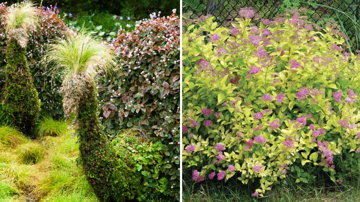 How To Train Shrubs for Shape and Bloom