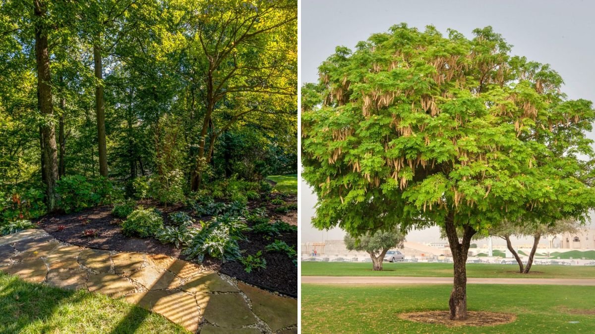 How To Plan Shade Trees for Your Backyard