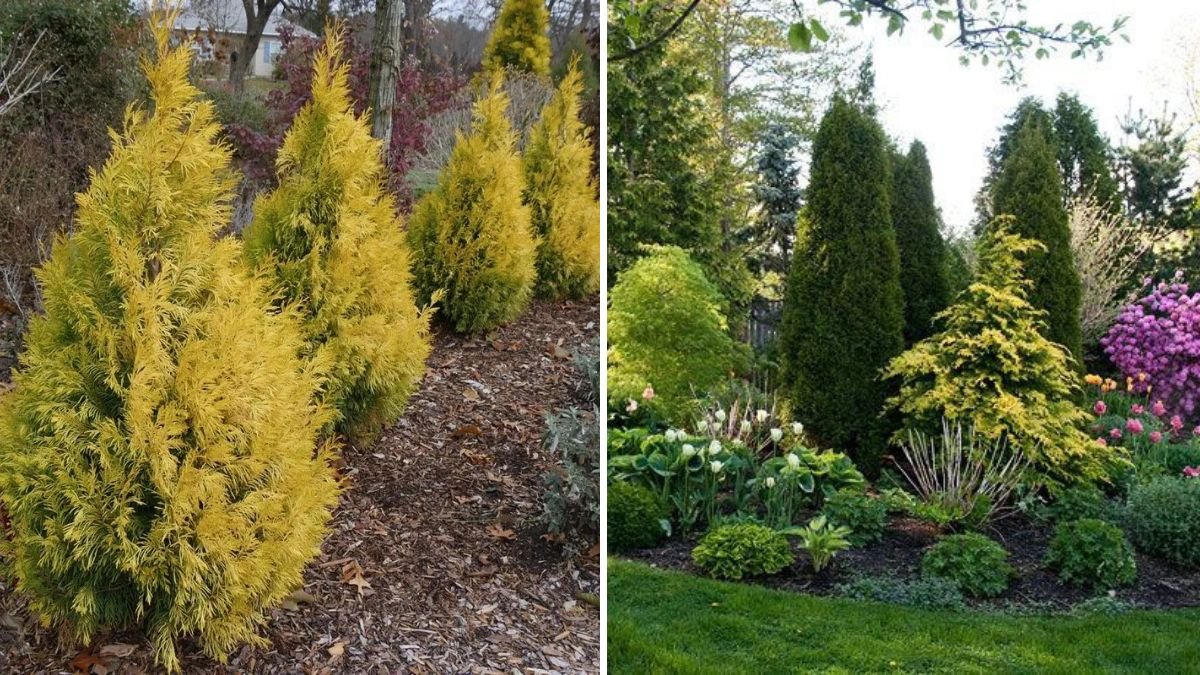 6 Evergreens That Keep Color All Year
