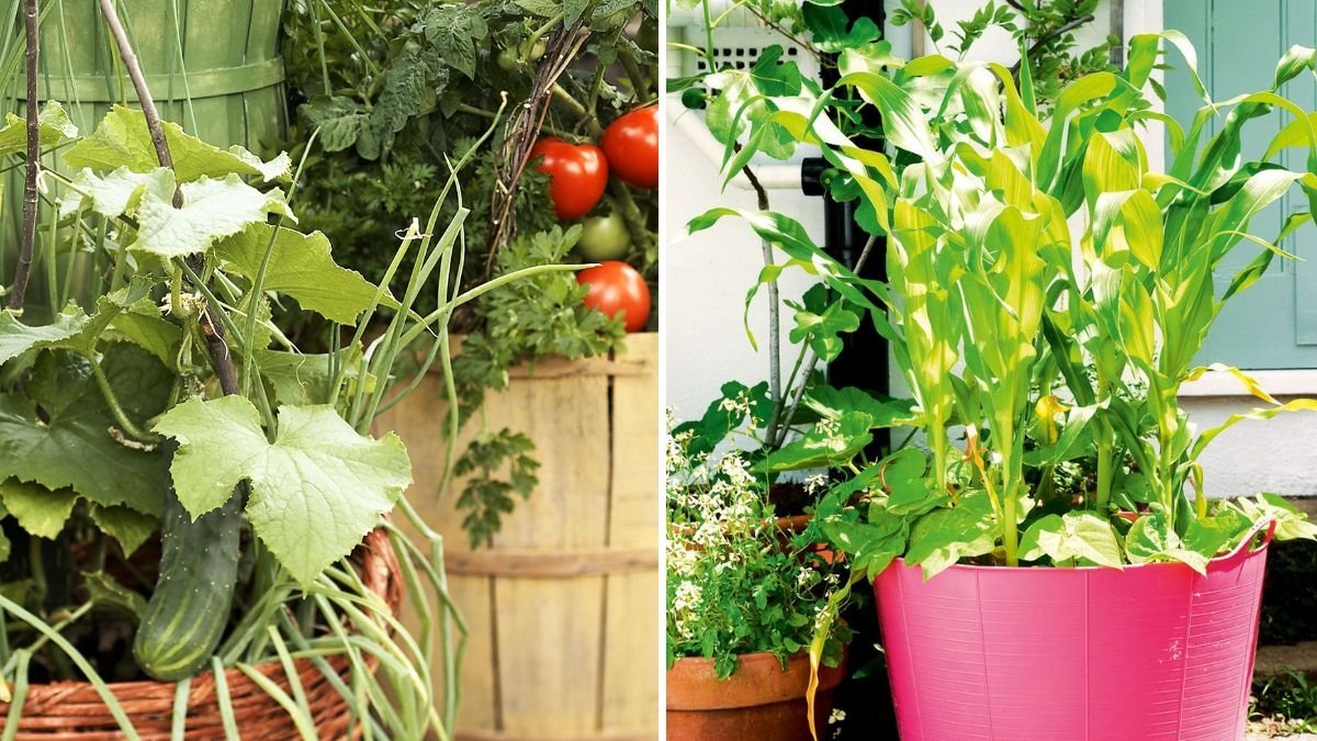 How To Grow Cool-Weather Veggies in Pots