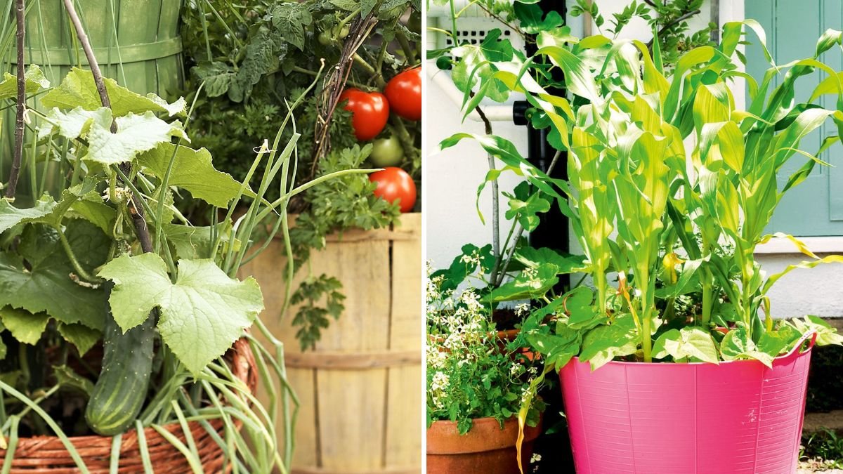 How To Grow Cool-Weather Veggies in Pots