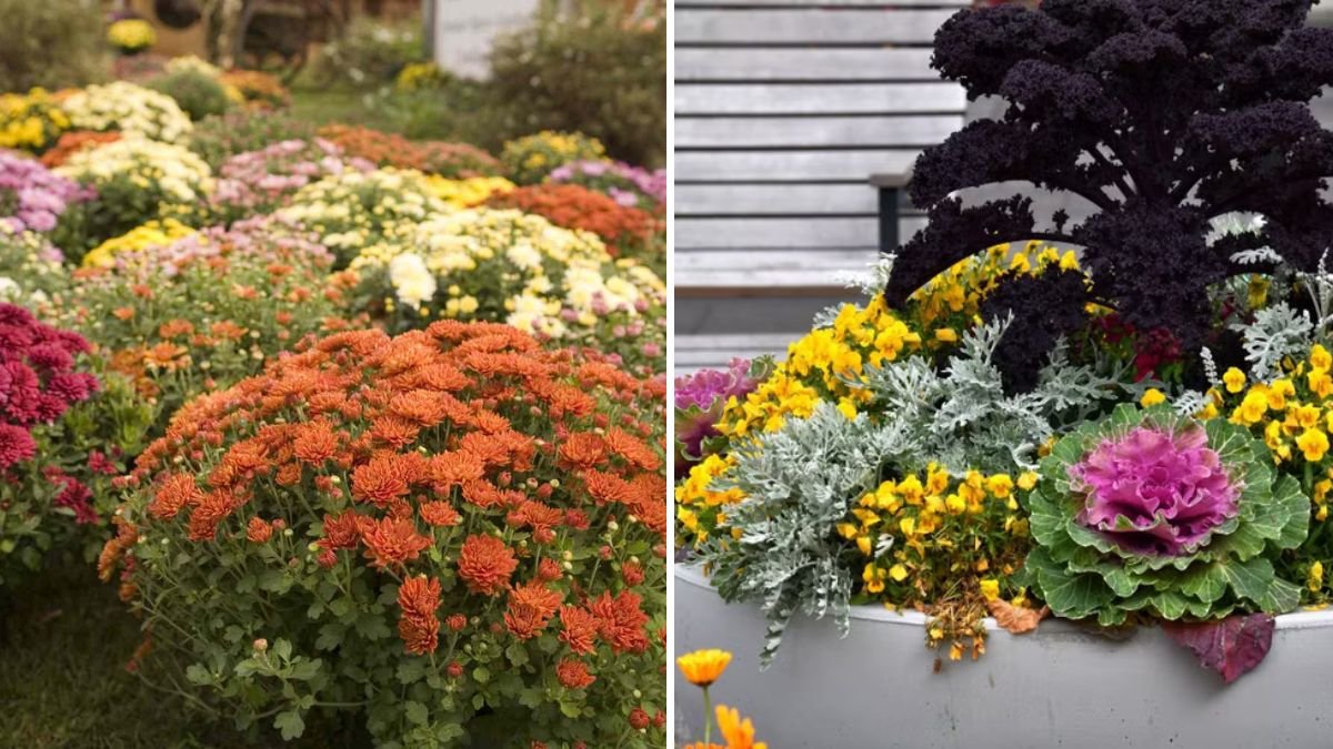 5 Flowers That Thrive in Fall Containers