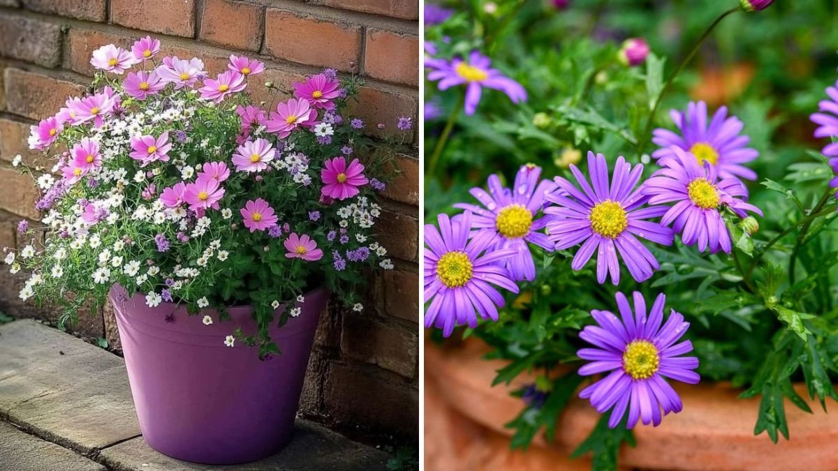 Best Plants for Balcony Gardening in Fall