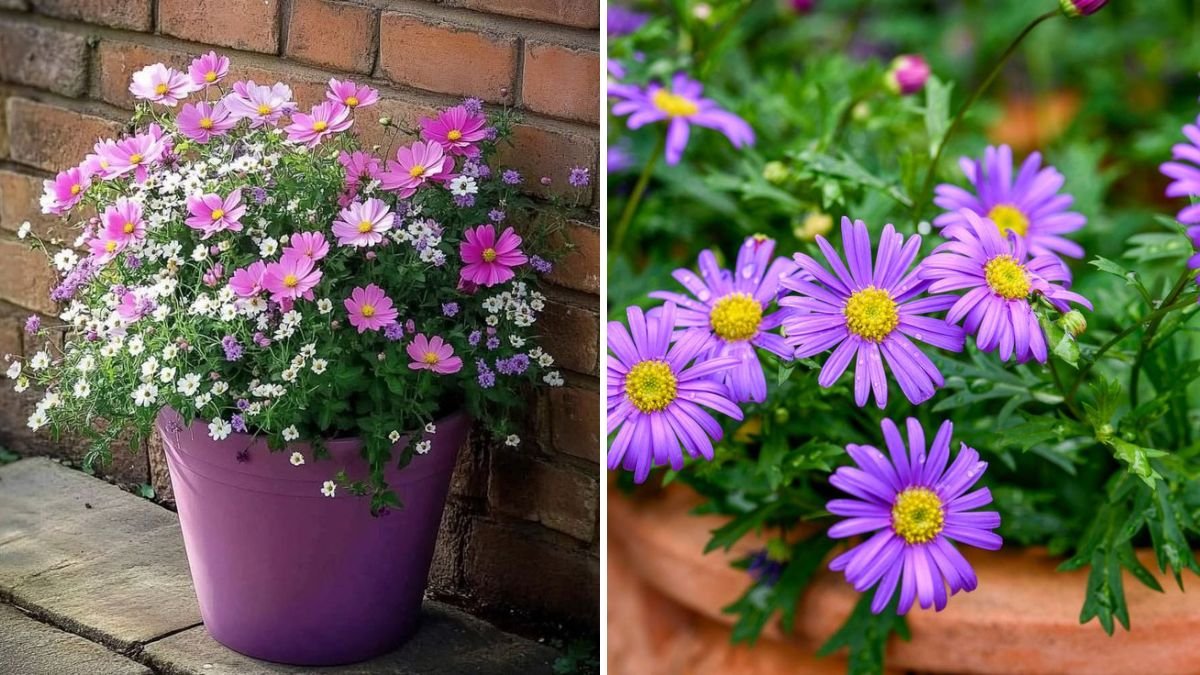 Best Plants for Balcony Gardening in Fall