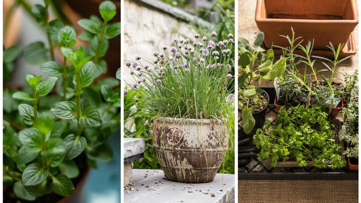 5 Best Herbs for Indoor Gardening