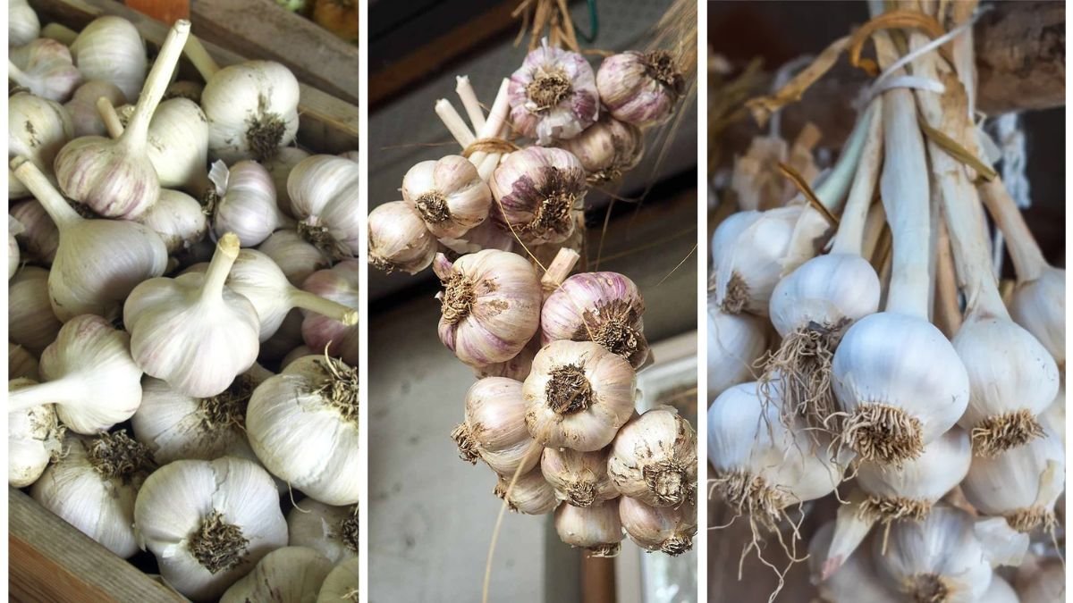 How to Grow Garlic at Home for Fresh Flavor