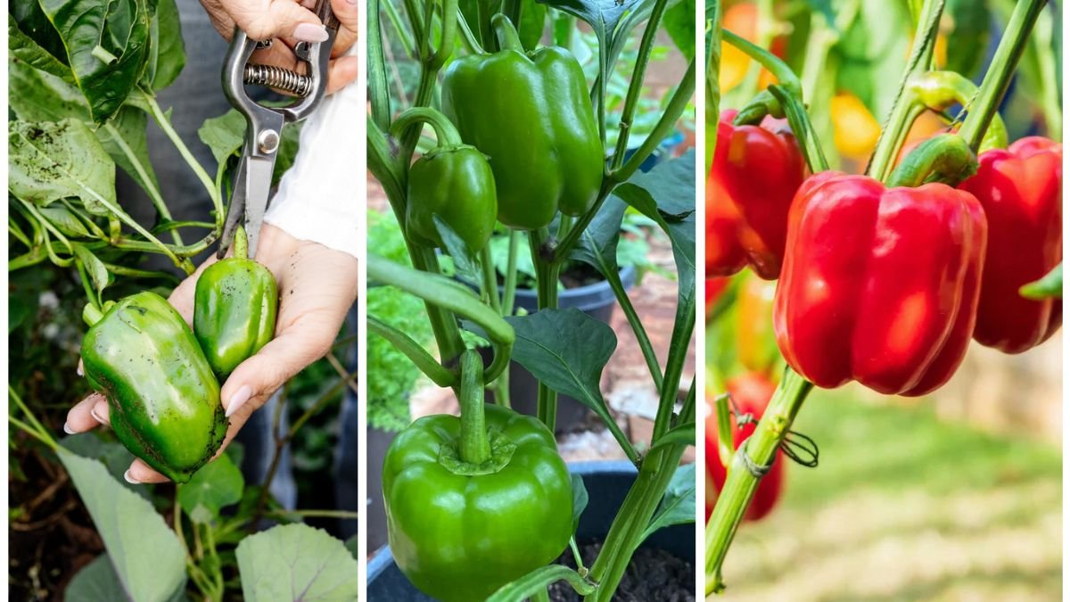 Step-by-Step Guide to Growing Bell Peppers