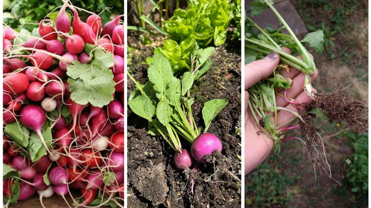 How to Grow Radishes Quickly and Easily