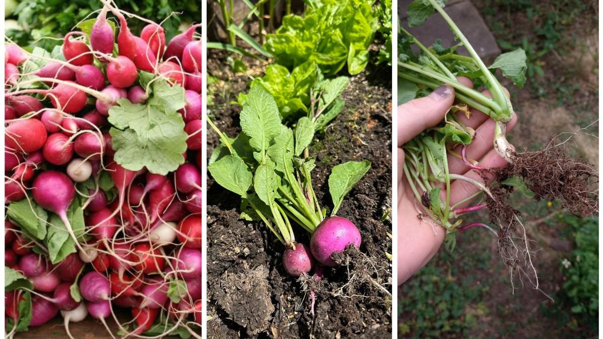 How to Grow Radishes Quickly and Easily