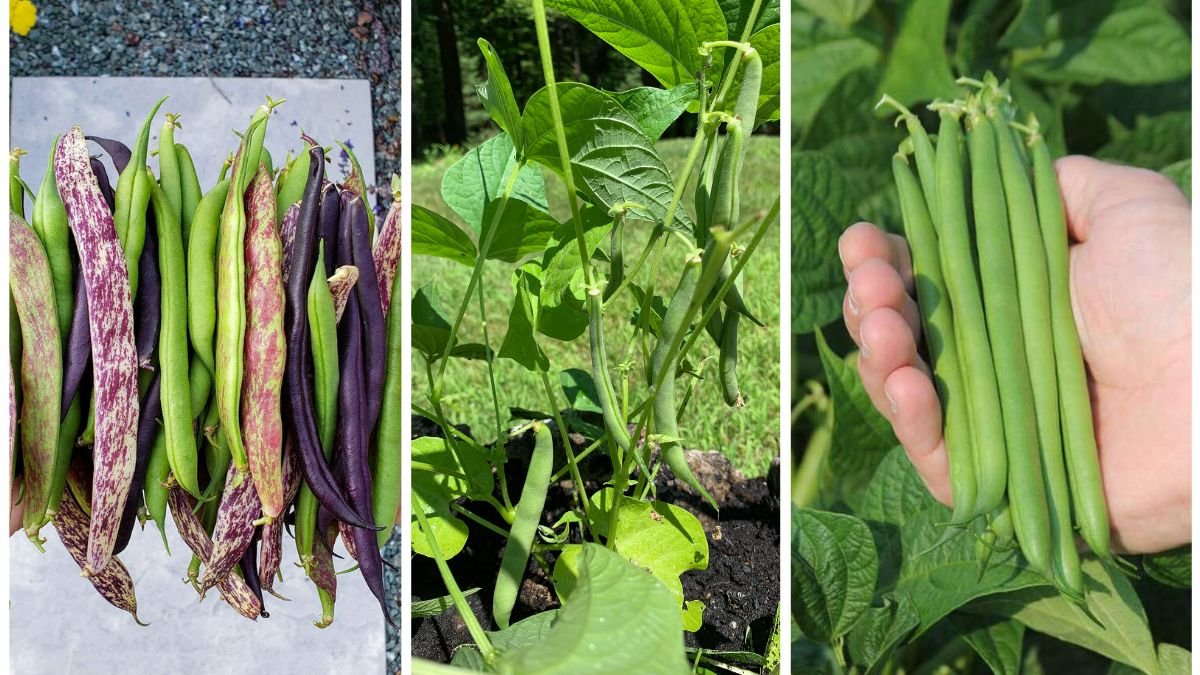 Green beans, also known as snap beans or string beans, are a popular and versatile vegetable enjoyed in gardens worldwide. They are easy to grow, provide a bountiful harvest, and are packed with nutrients such as fiber, vitamins A, C, and K, and antioxidants. Whether you’re a beginner gardener or a seasoned grower, planting and harvesting green beans at home can be both rewarding and satisfying. This guide will provide a step-by-step approach to growing green beans, including choosing varieties, preparing soil, planting, caring for the plants, and harvesting them at peak freshness. Why Grow Green Beans at Home? Growing green beans in your backyard or garden offers several benefits: Freshness & Flavor: Homegrown beans taste crisper and fresher than store-bought varieties. Cost-Effective: One plant can produce multiple harvests, saving money over time. Nutritional Value: Rich in fiber, vitamins, and minerals, promoting health and wellness. Continuous Harvest: With proper care, green beans can produce beans repeatedly throughout the season. Easy to Grow: They require minimal space, care, and maintenance. Step 1: Choose the Right Green Bean Variety Green beans are categorized into two main types: Bush Beans Grow in a compact, bushy form without the need for trellising. Mature quickly, typically in 50–60 days. Ideal for small gardens or container gardening. Examples: ‘Contender,’ ‘Provider,’ ‘Blue Lake Bush.’ Pole Beans Vining plants that require a trellis or support. Produce beans over a longer period, providing a continuous harvest. Examples: ‘Kentucky Wonder,’ ‘Scarlet Runner,’ ‘Provider Pole.’ Tip: Choose varieties based on your garden space, growing season, and preference for either early harvest (bush) or extended harvest (pole). Step 2: Determine the Planting Time Green beans are warm-season crops that do not tolerate frost. Soil Temperature: Plant seeds when the soil is consistently above 60°F (16°C). Timing: Spring Planting: 1–2 weeks after the last frost date. Fall Planting: In areas with mild autumns, plant beans 8–10 weeks before the first frost. Succession Planting: Sow seeds every 2–3 weeks to ensure a continuous harvest. Step 3: Prepare the Soil Green beans prefer well-drained, fertile soil for optimal growth. Soil Type: Loamy or sandy soil with good drainage. pH Level: Slightly acidic to neutral (6.0–7.0). Soil Preparation: Remove rocks, weeds, and debris. Mix in compost or well-rotted manure to improve fertility. Nitrogen Consideration: Beans are legumes and fix nitrogen naturally, so avoid excessive nitrogen fertilizers, which can promote leafy growth at the expense of beans. Step 4: Planting Green Beans Bush Beans Seed Sowing: Plant seeds ½–1 inch deep. Spacing: Space seeds 2–4 inches apart, with rows 18–24 inches apart. Watering: Water immediately after planting to help seeds germinate. Pole Beans Support Setup: Install a trellis, poles, or teepee before planting seeds. Seed Sowing: Plant seeds 1 inch deep, 3–4 inches apart, at the base of the support. Row Spacing: Allow 24–36 inches between rows to accommodate climbing vines. Tip: Soak seeds in water for 4–6 hours before planting to speed up germination. Step 5: Watering and Mulching Green beans need consistent moisture, especially during flowering and pod formation. Watering: Provide 1–1.5 inches of water per week, ideally at the soil level to avoid wetting foliage. Mulching: Apply organic mulch such as straw or grass clippings to retain soil moisture, suppress weeds, and regulate soil temperature. Step 6: Fertilization and Care Fertilizing: Green beans generally don’t require much fertilizer if soil is rich in organic matter. Side-dress with compost if necessary. Weeding: Keep the area free from weeds, but carefully avoid disturbing the shallow roots. Pest Management: Inspect plants regularly for pests like aphids, bean beetles, and cutworms. Use insecticidal soap or neem oil for infestations. Encourage beneficial insects such as ladybugs to naturally control pests. Disease Prevention: Ensure proper spacing for good air circulation. Avoid overhead watering to reduce fungal diseases like powdery mildew. Rotate crops yearly to prevent soil-borne diseases. Step 7: Supporting Pole Beans Pole beans require sturdy support to grow properly. Trellis: Install a trellis 5–8 feet tall for vines to climb. Poles: Bamboo poles or wooden stakes arranged in a teepee or vertical style work well. Training: Gently guide young vines toward the support to encourage climbing. Bush beans, by contrast, do not need support and are easier for small gardens. Step 8: Flowering and Pollination Green beans produce small white, pink, or purple flowers, depending on the variety. Beans are self-pollinating, but pollination is improved by bees and other pollinators. Ensure flowers are not damaged by extreme weather or pests to maximize pod production. Step 9: Harvesting Green Beans Timing: Beans are typically ready to harvest 50–70 days after planting, depending on the variety. Signs of Readiness: Pods are firm, crisp, and about 4–6 inches long. Seeds inside the pods are small and undeveloped. Harvesting Method: Snap or cut beans from the plant carefully to avoid damaging stems. Regular harvesting encourages continuous production. Frequency: Check plants every 1–2 days during peak season for optimal freshness. Step 10: Post-Harvest Handling Storage: Store fresh green beans in a perforated plastic bag in the refrigerator for up to 7 days. Blanch and freeze beans for longer storage. Culinary Uses: Steam, sauté, or boil as a side dish. Add to salads, casseroles, soups, and stir-fries. Pickled green beans are a popular and tasty preservation method. Growing Green Beans in Containers If garden space is limited, green beans can be grown in containers: Container Size: At least 12 inches deep for bush beans, 18 inches or more for pole beans with support. Soil: Use a well-draining potting mix enriched with compost. Watering: Containers dry out quickly, so check moisture regularly. Support: Provide stakes or a trellis for pole beans. Sunlight: Place containers in a location receiving at least 6–8 hours of direct sunlight. Common Mistakes to Avoid Planting too early: Cold soil slows germination and growth. Overcrowding: Reduces airflow, increases disease risk, and limits bean size. Underwatering: Causes flowers to drop and reduces pod development. Ignoring pests: Aphids and beetles can quickly damage plants if not monitored. Final Thoughts Growing green beans at home is both simple and rewarding. With proper planning, planting, and care, you can enjoy a steady supply of crisp, nutritious beans from your garden for weeks or months. Whether you choose bush beans for quick harvests or pole beans for extended production, these versatile vegetables are a staple in any home garden. By following this step-by-step guide, you’ll learn to optimize growth, maximize yields, and enjoy the taste and satisfaction of homegrown green beans. Freshly harvested beans from your own garden not only taste better than store-bought but also contribute to a healthier and more sustainable lifestyle. Start small, nurture your plants, and soon your garden will be overflowing with vibrant, delicious green beans.