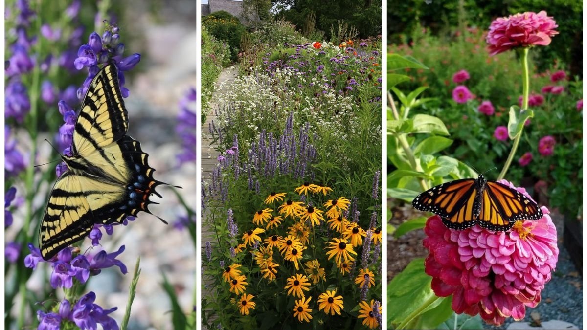 The Best Plants for Pollinator Gardens