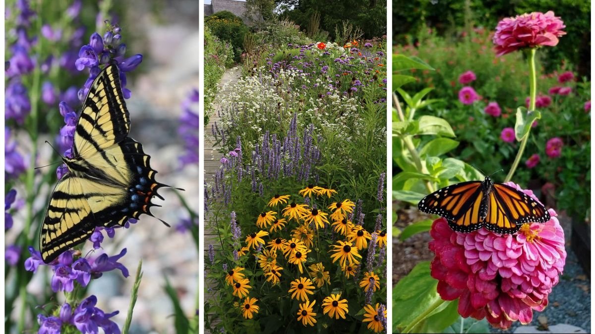 The Best Plants for Pollinator Gardens