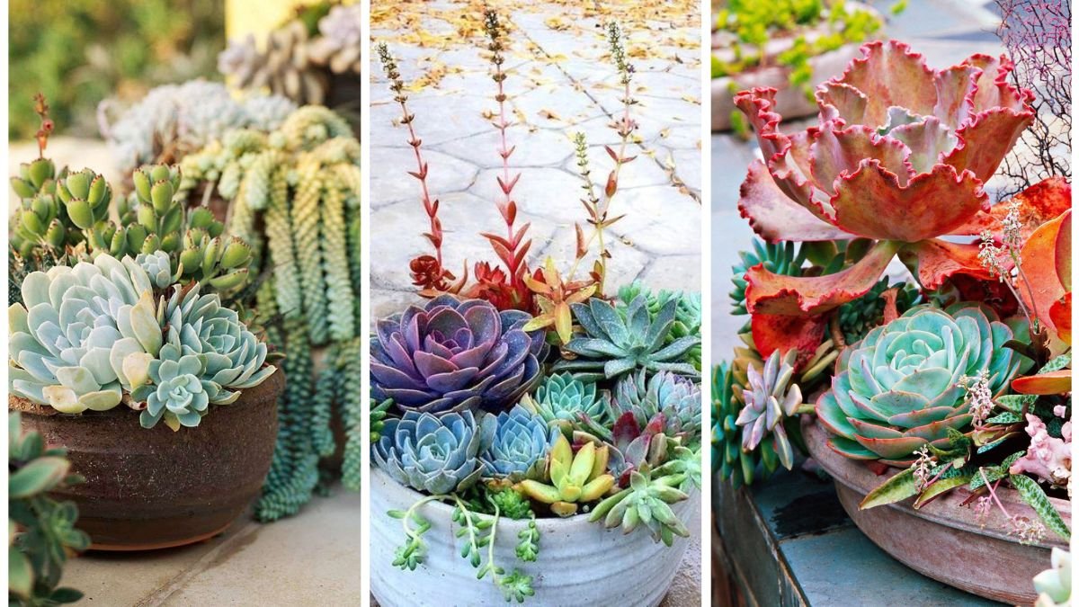 How to Create a Stunning Succulent Container Garden