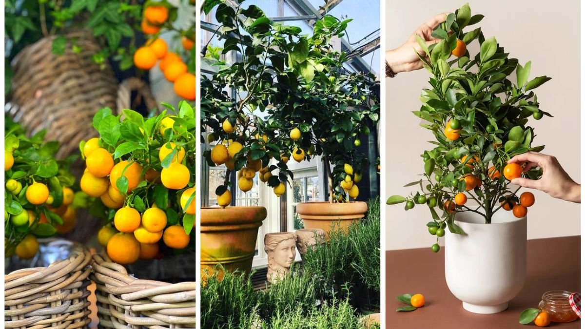 How to Grow Citrus Trees in Containers