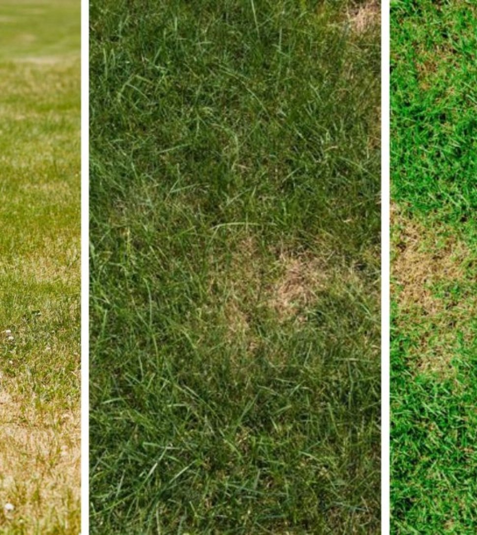 Why Your Lawn Is Turning Brown—And How To Fix It