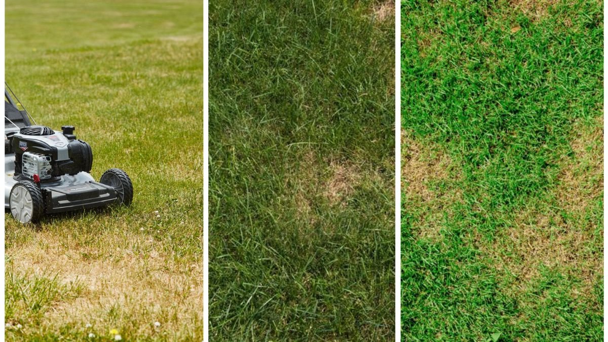 Why Your Lawn Is Turning Brown—And How To Fix It