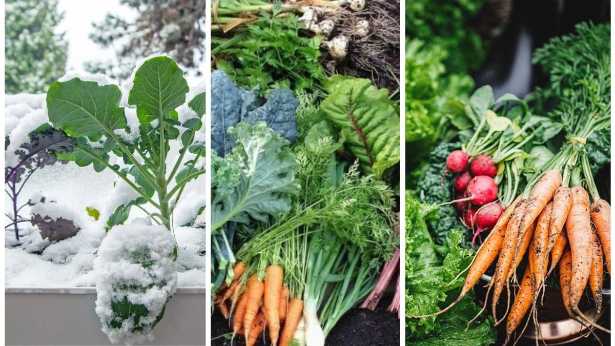 5 Veggies You Can Still Plant Before Winter