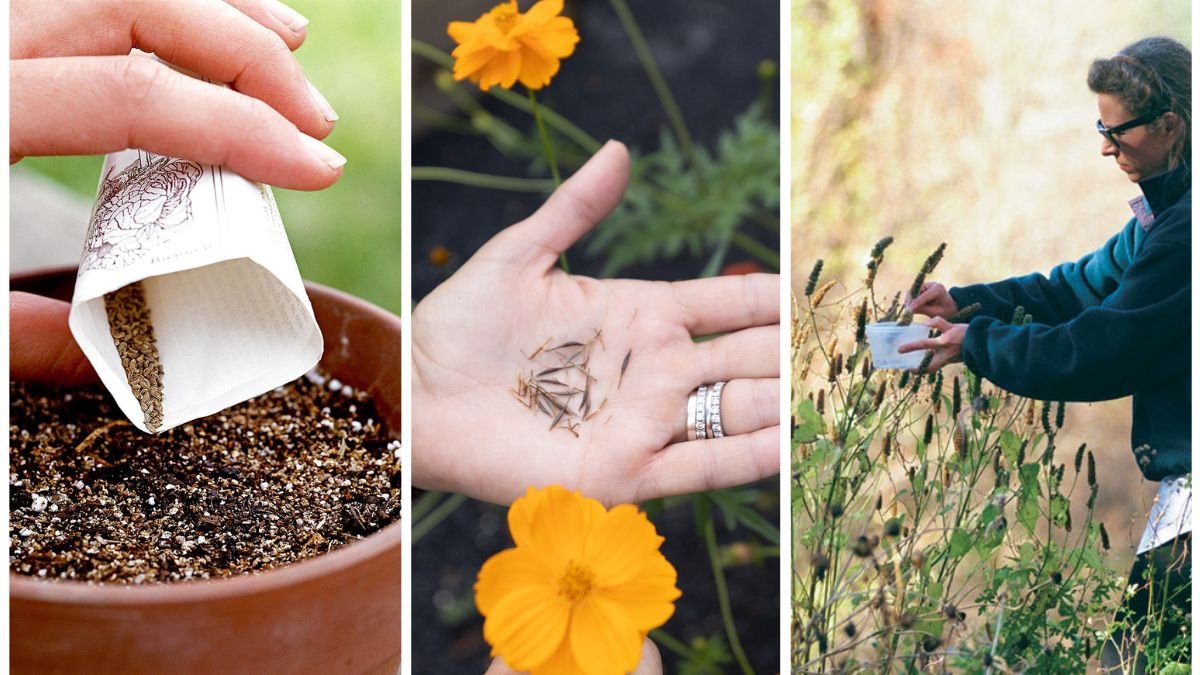 The Best Way To Collect Seeds From Fall Flowers