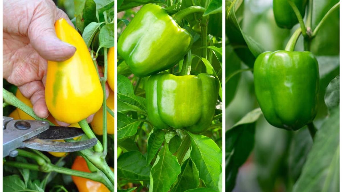How To Harvest Peppers Without Damaging The Plant