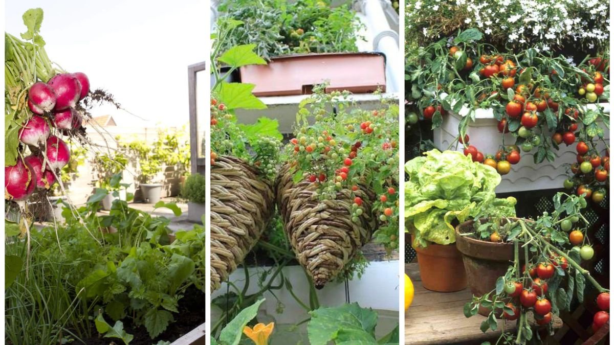 The Top 5 Crops to Plant in Containers Right Now