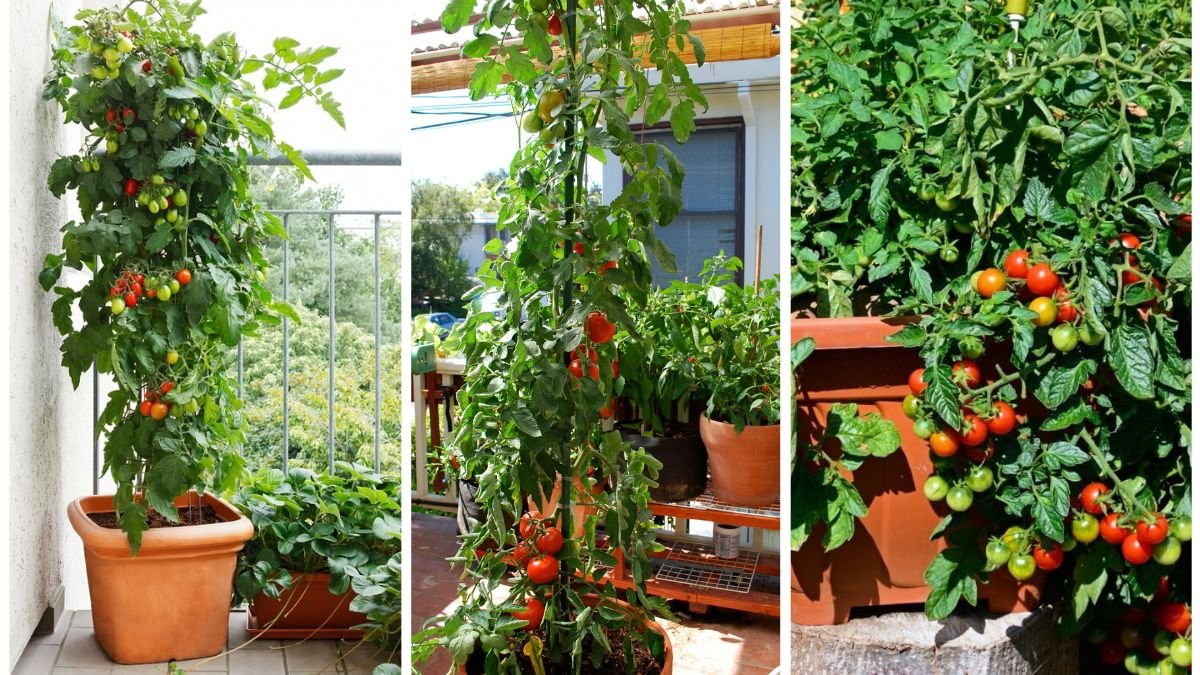 How To Grow Tomatoes In Containers Successfully
