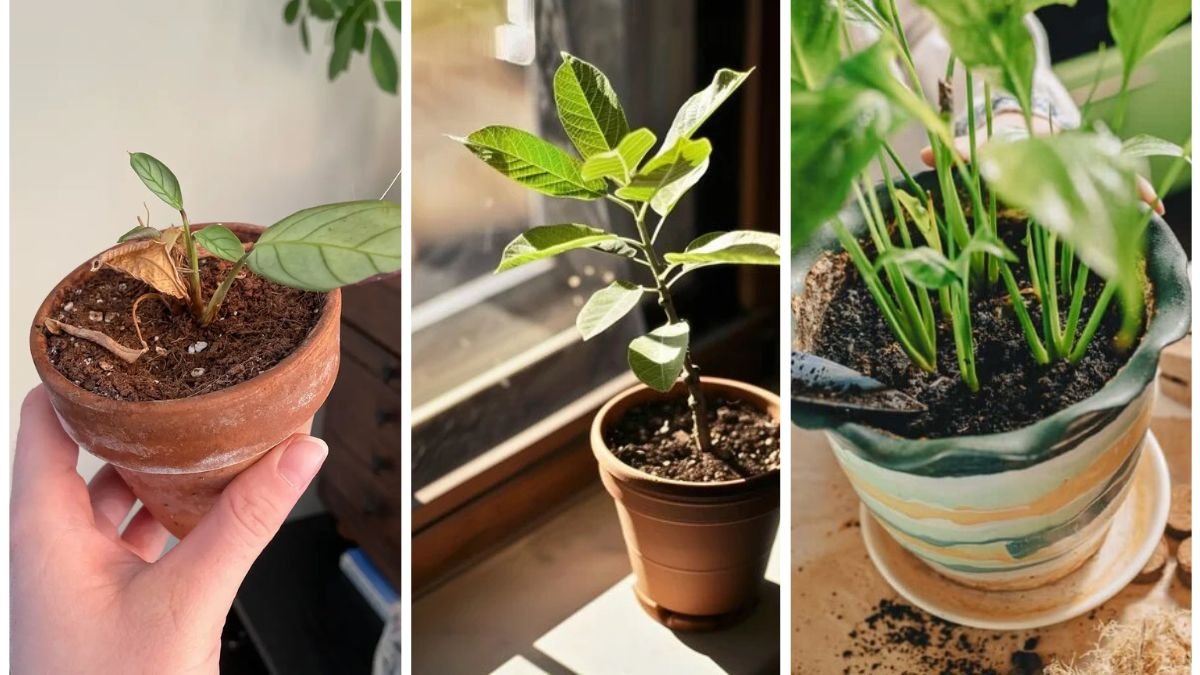 Why Your Potted Plants Keep Drying Out Too Fast