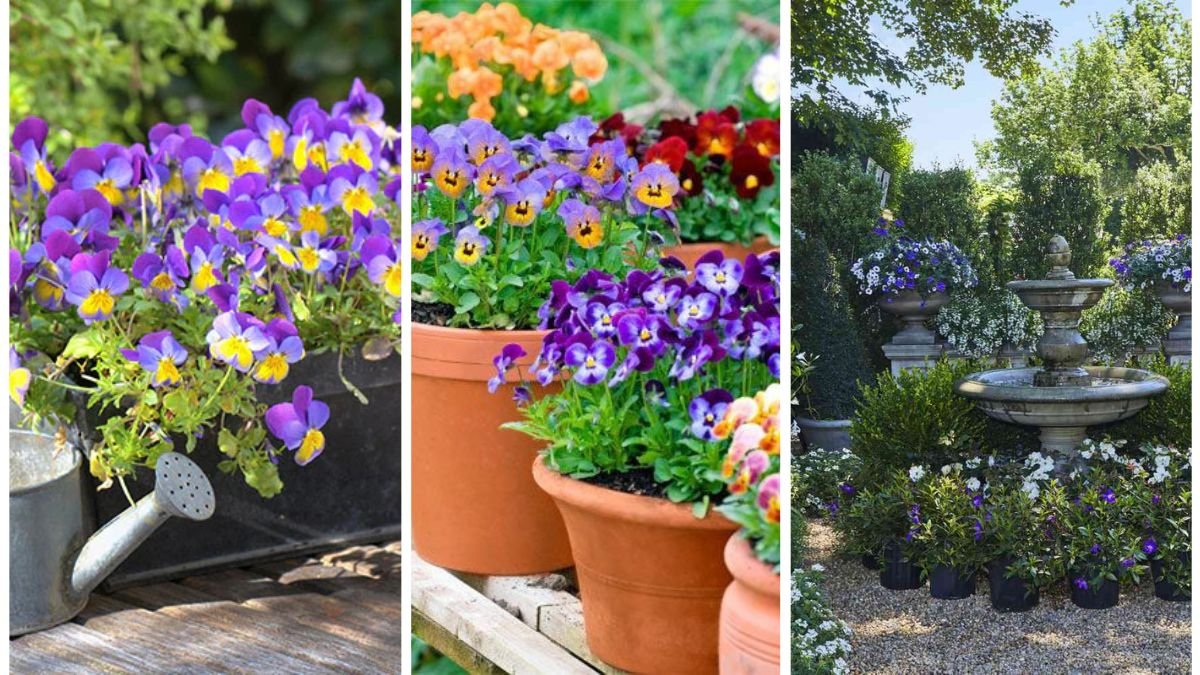6 Container Garden Mistakes You Might Be Making