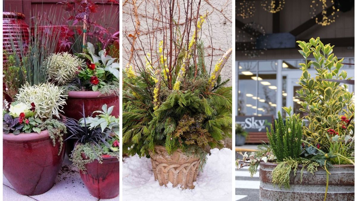 The Secret to Healthy Container Gardening in Winter