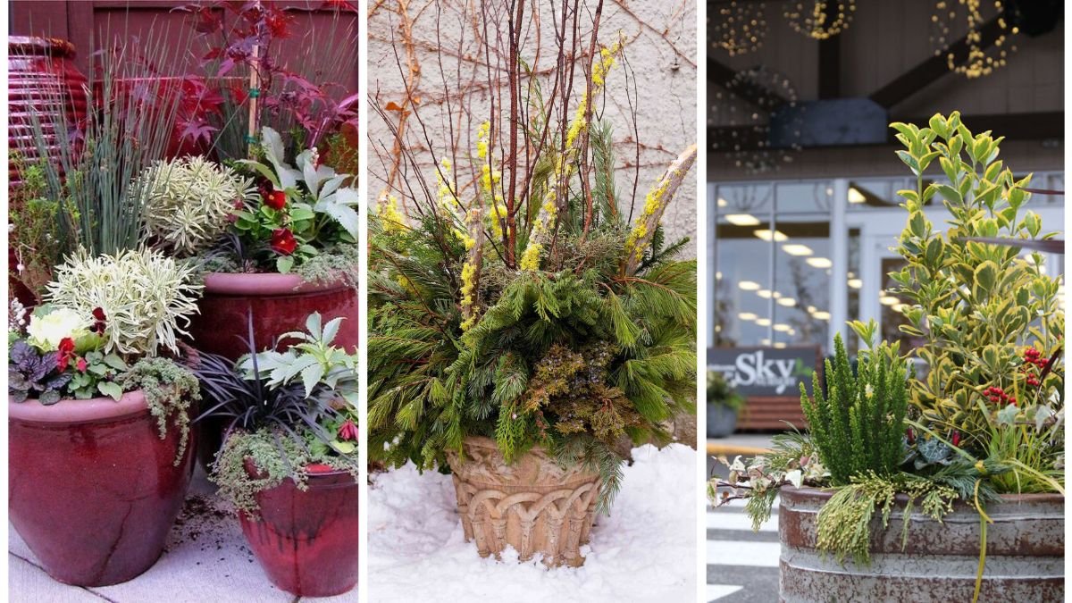 The Secret to Healthy Container Gardening in Winter