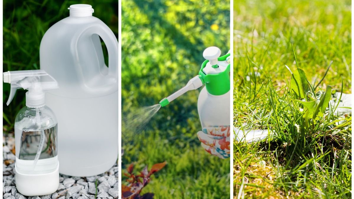 The Truth About Vinegar as a Weed Killer