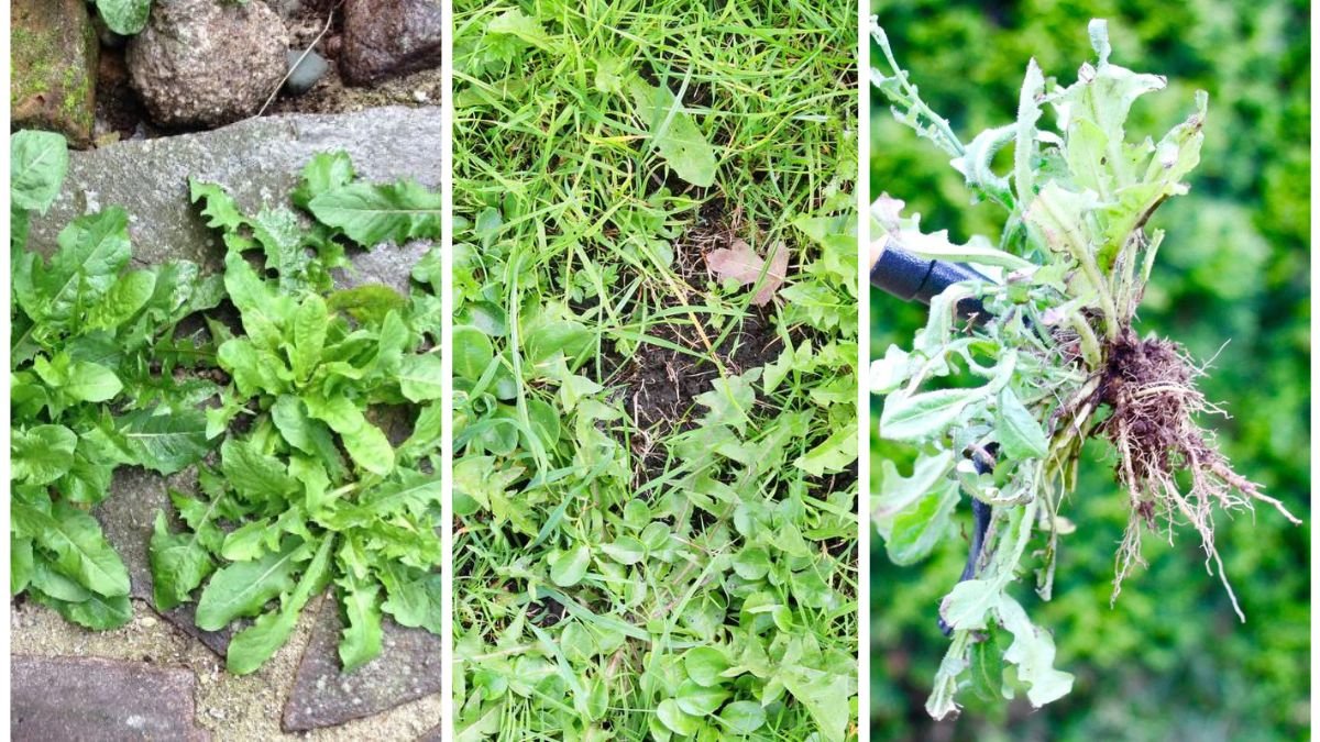 Which Weeds Indicate Poor Soil Health?
