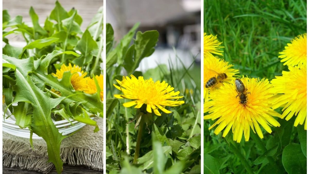Why Some Weeds Are Actually Beneficial