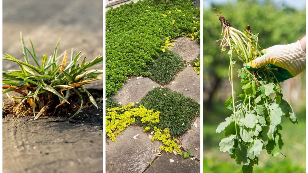 How To Stop Weeds Before They Even Sprout