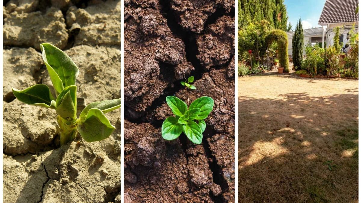 How to Fix Cracked Soil After a Dry Summer