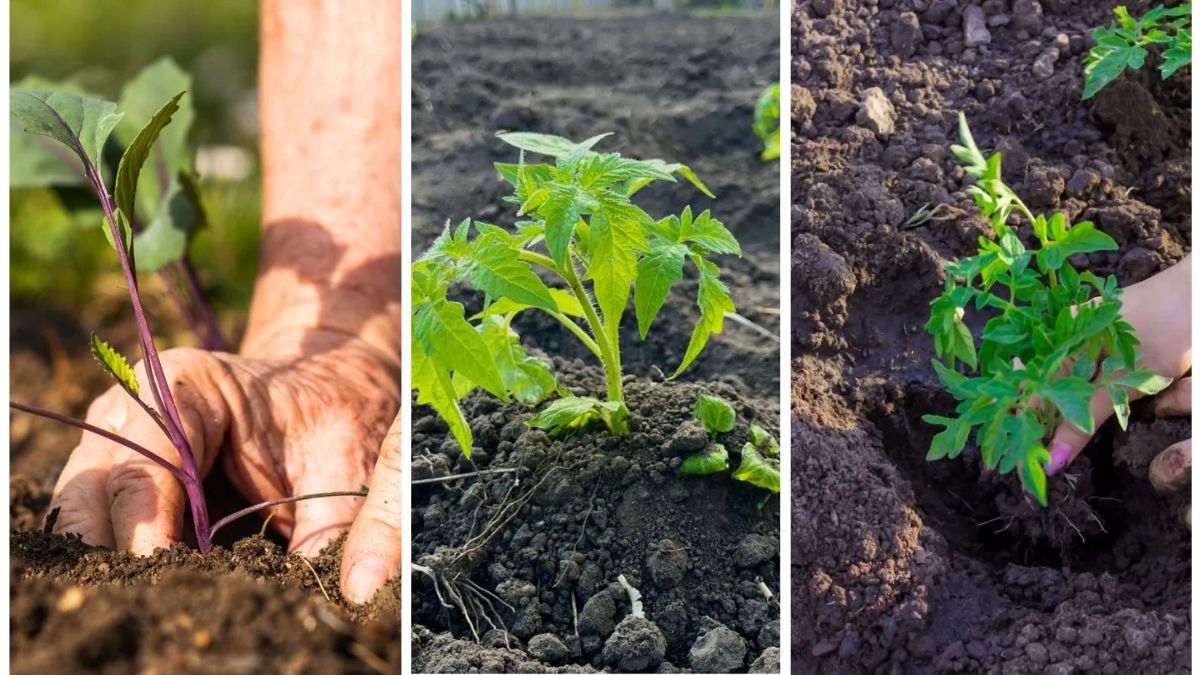 5 Soil Mistakes That Could Be Killing Your Plants