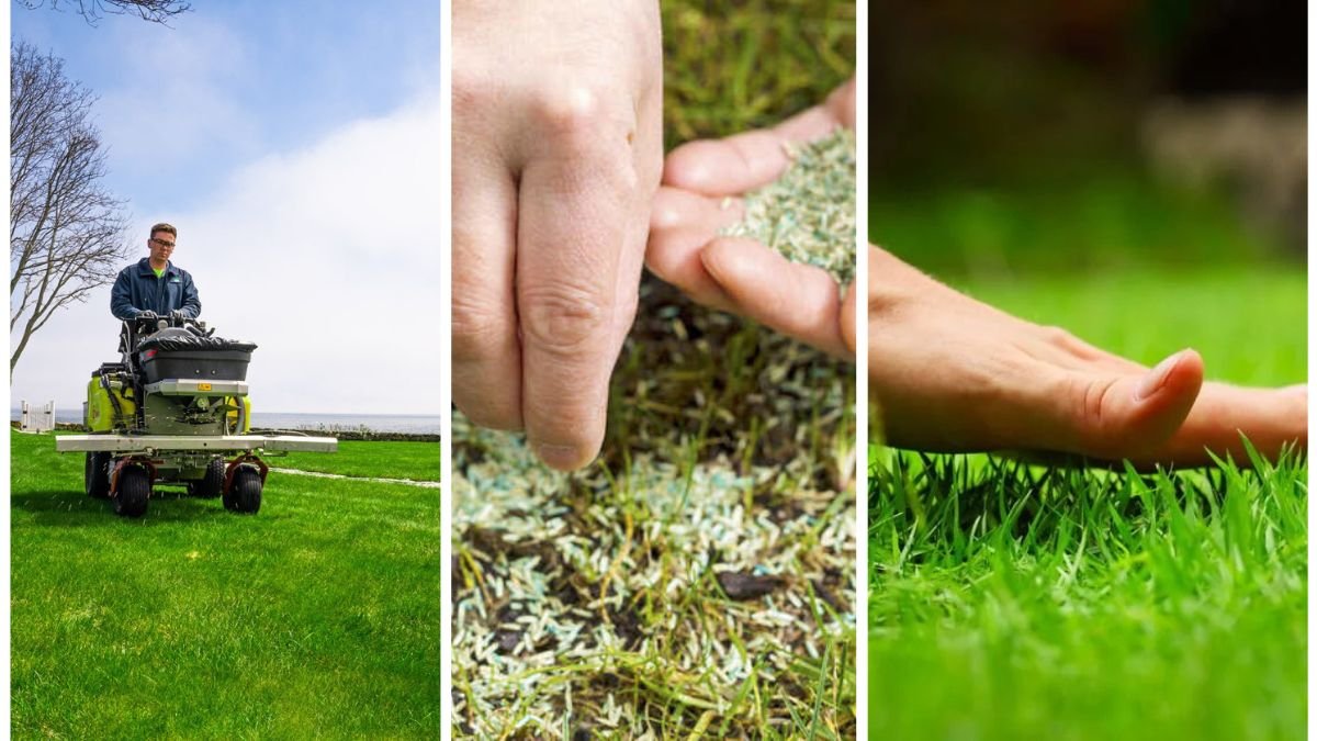 Why Overseeding Is Key to a Healthier Lawn