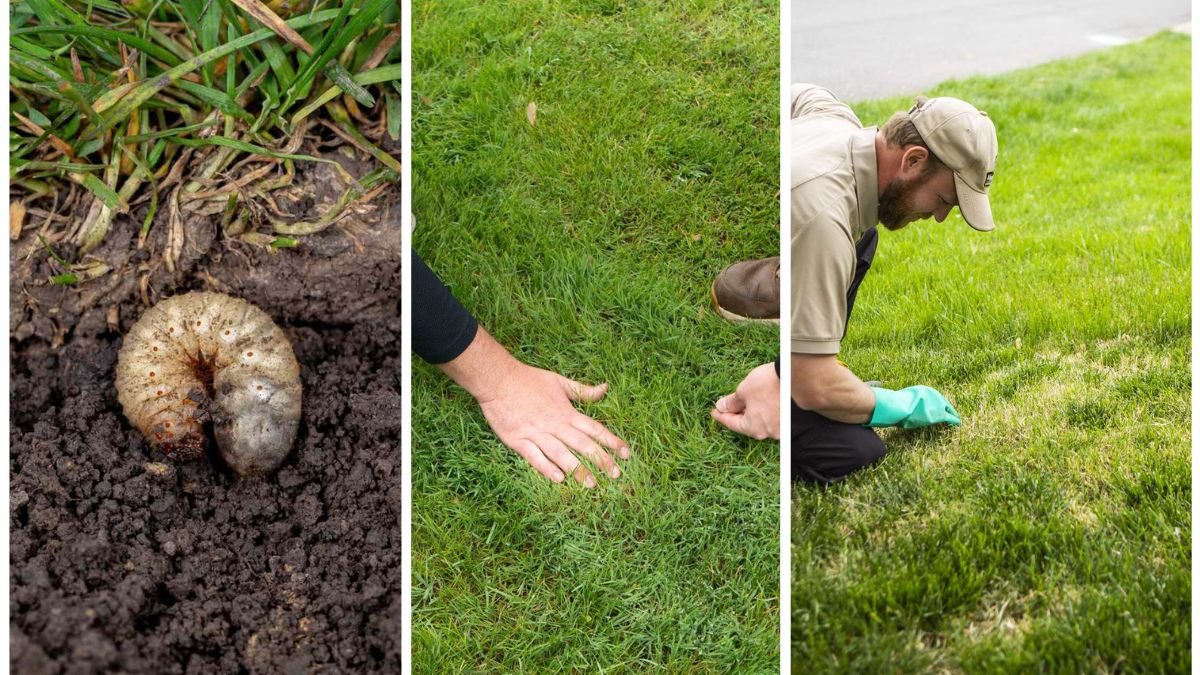 6 Lawn Pests to Watch Out for This Autumn