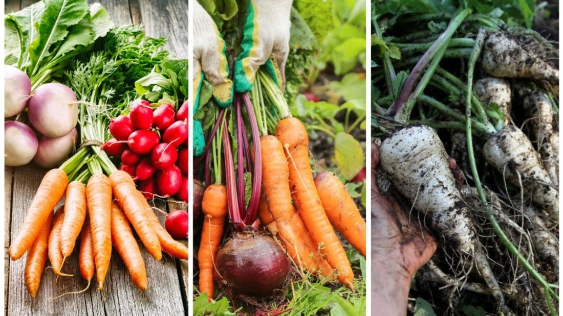 5 Mistakes To Avoid When Storing Root Vegetables
