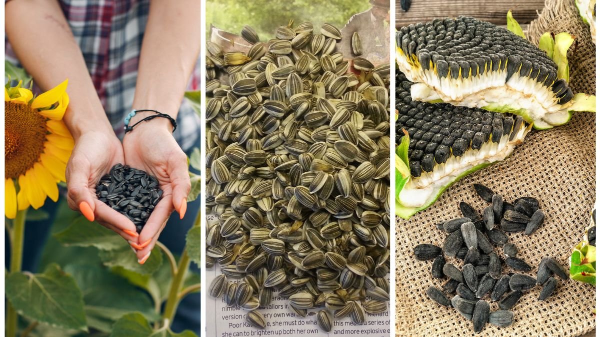 How To Save Sunflower Seeds To Replant In Spring