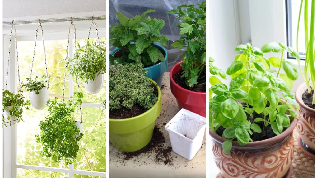The Best Containers For Herbs Indoors During Winter