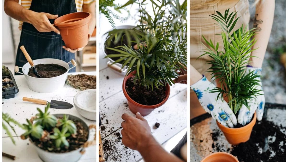 How To Keep Container Soil From Compacting