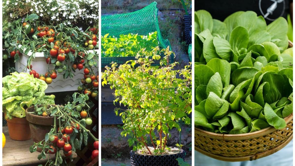 5 Plants That Grow Surprisingly Well in Buckets
