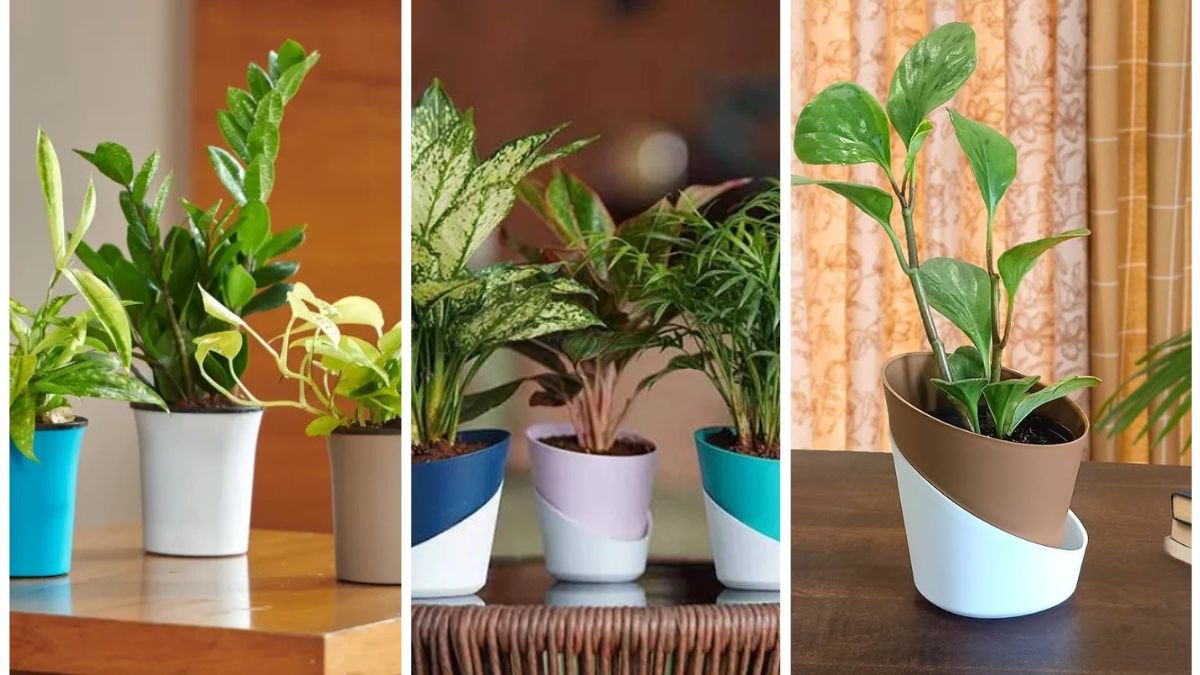 Why Self-Watering Pots Are a Game-Changer