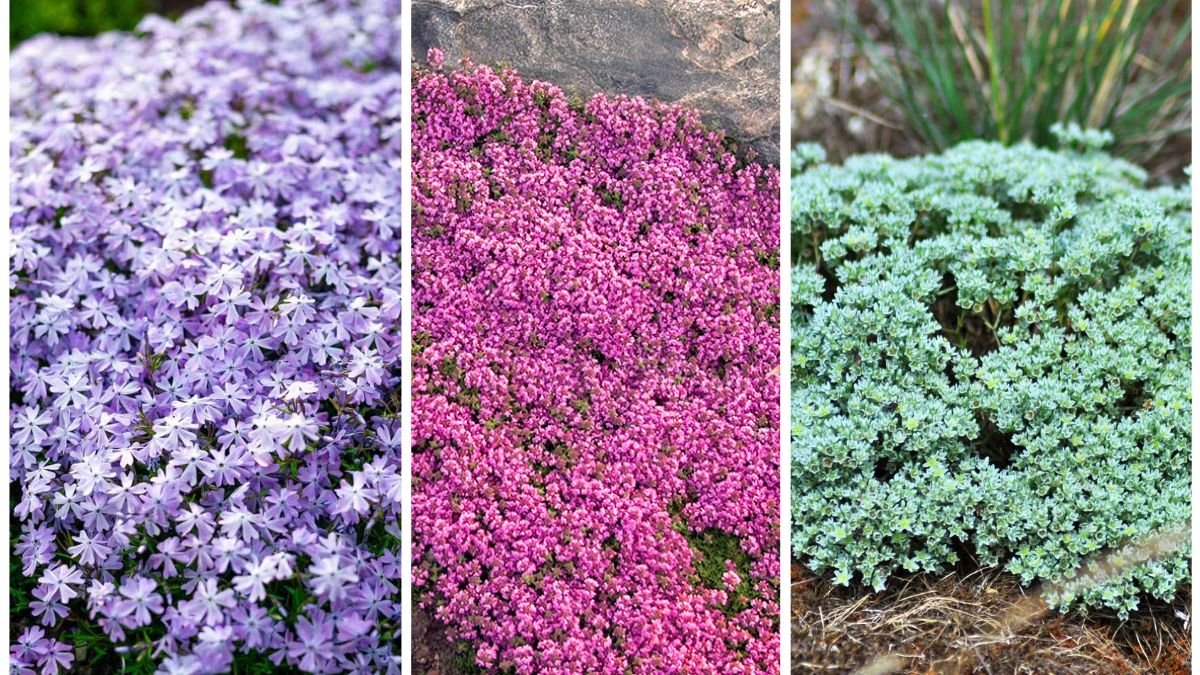 The Best Ground Covers To Suppress Weeds Naturally