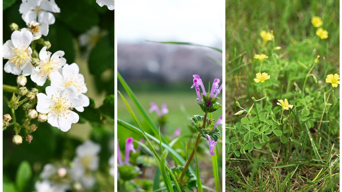 How To Identify Invasive Weeds Before They Spread