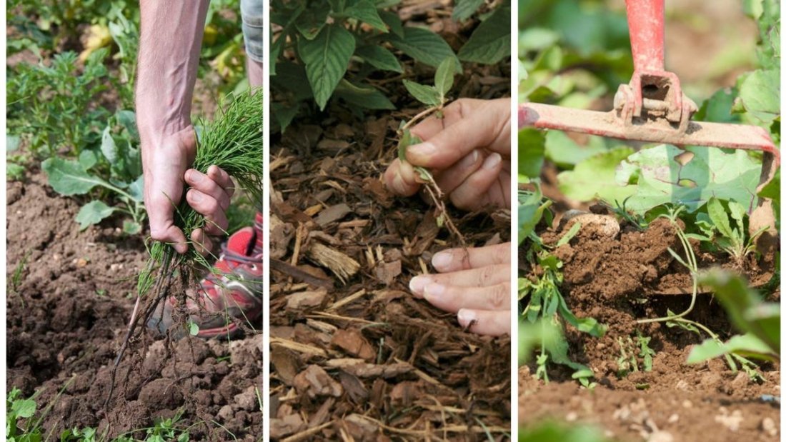 Why Digging Out Roots Matters For Long-Term Weed Control