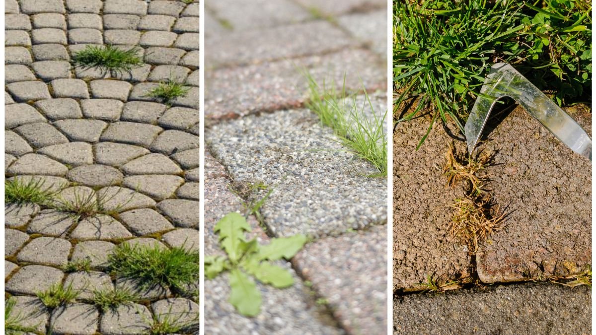 How To Keep Weeds From Growing Between Pavers