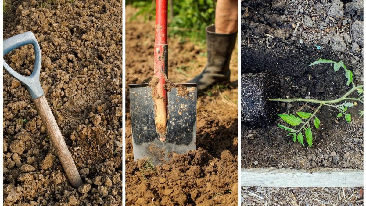 Why Your Clay Soil May Be Harming Roots