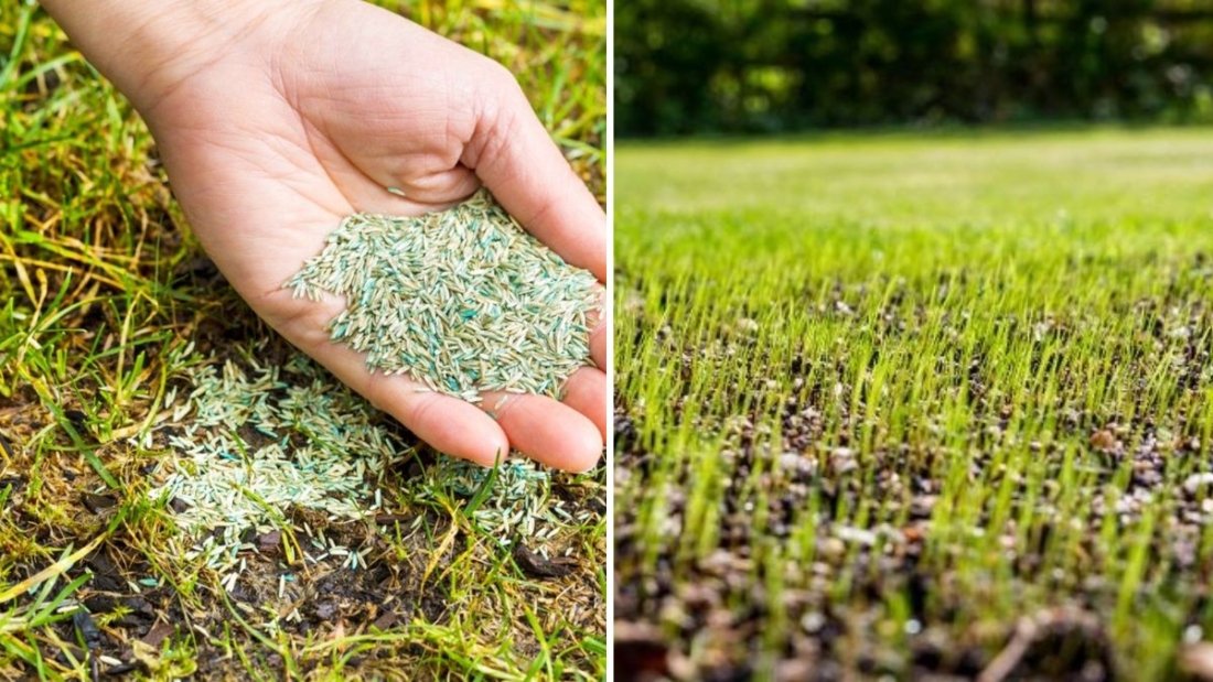 How To Seed a Lawn Successfully in Fall