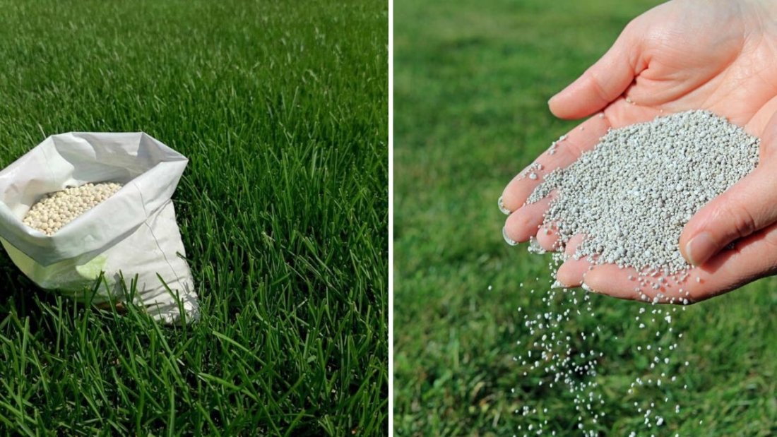 The Best Fertilizers for Fall Lawn Health
